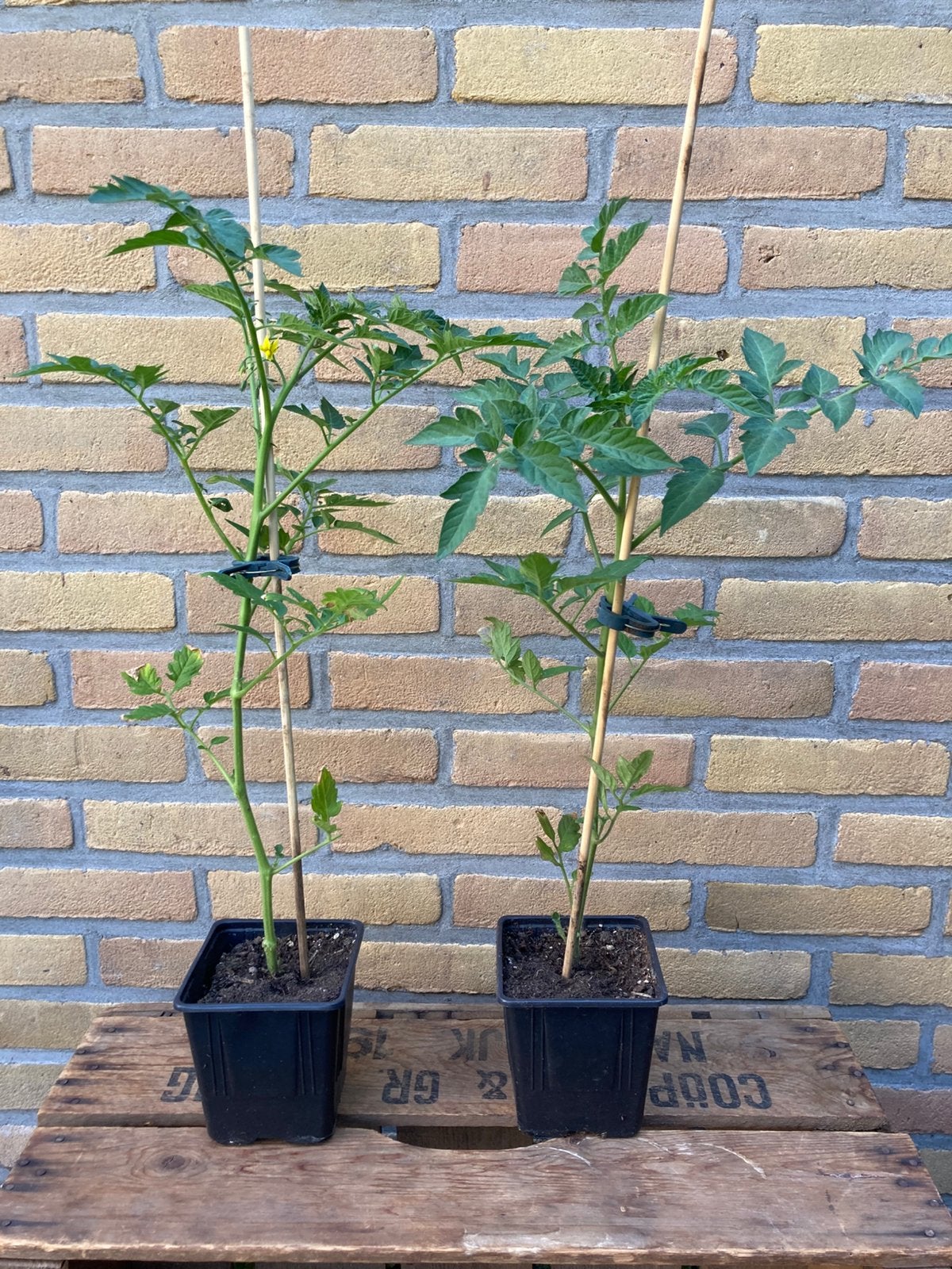 Tomatenplant Tomaten plant, Ophalen, Eenjarig, Groenteplanten, Volle zon