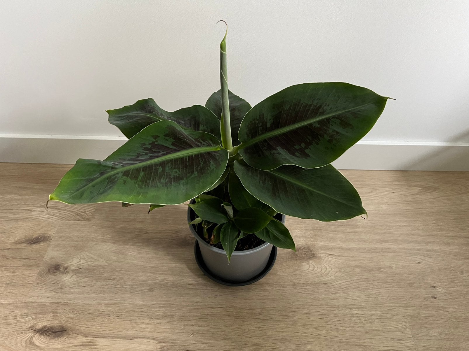 Bananenplant Musa Acuminata 'Cheeka' ongeveer 50cm hoog, Ophalen, Overige soorten, In pot, Minder dan 100 cm