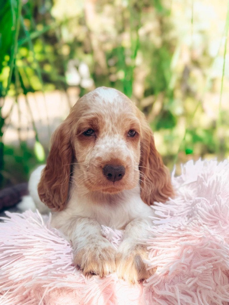 engelse cocker spaniel pups met stamboom, Dieren en Toebehoren, Honden | Retrievers, Spaniëls en Waterhonden, 8 tot 15 weken, Meerdere