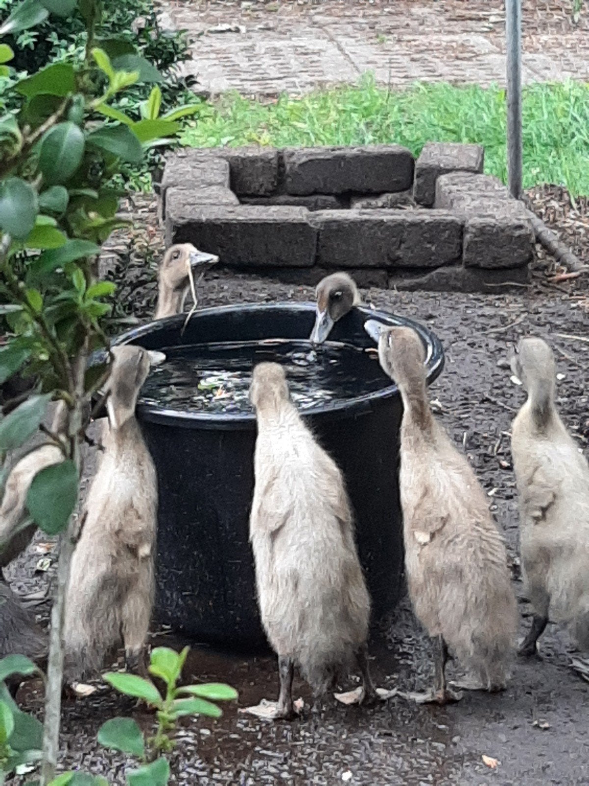 Jonge loopeenden, Dieren en Toebehoren, Pluimvee, Meerdere dieren, Eend