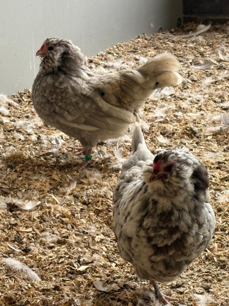 Broedeieren Antwerpse baardkrielen, Dieren en Toebehoren, Geslacht onbekend, Kip