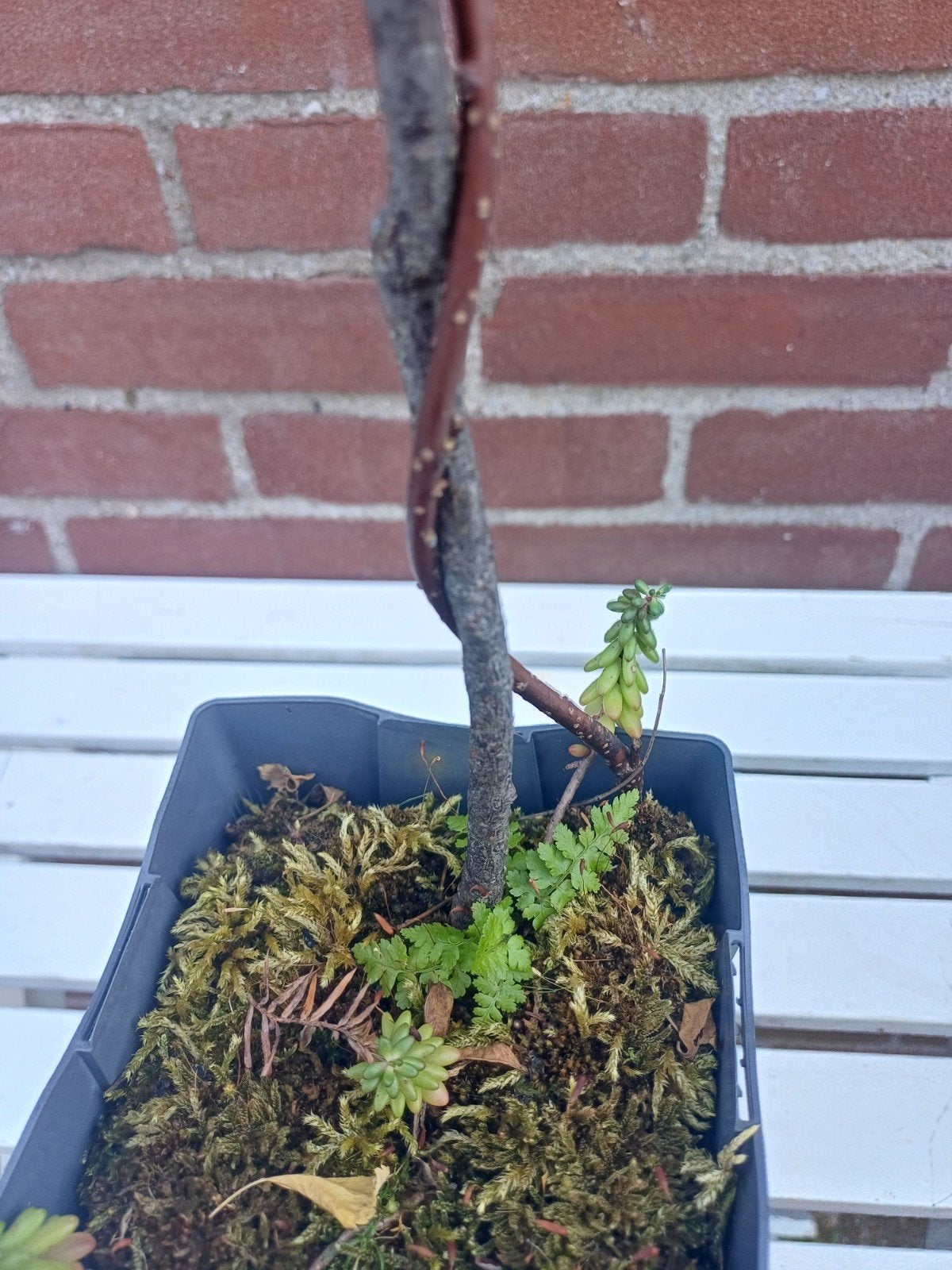 Bonsai Magnolia- Stamfusie techniek - Karame-miki Elm, Ophalen, Volle zon, Overige soorten, Minder dan 100 cm