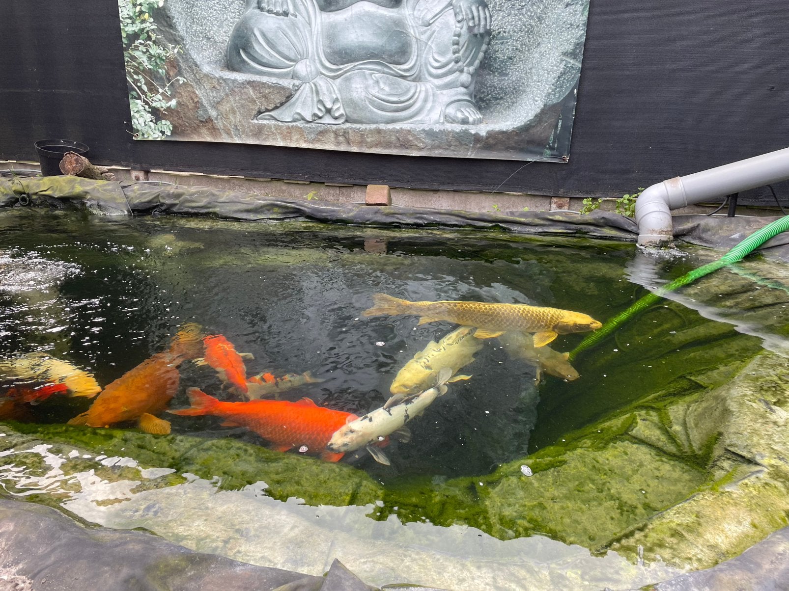 Japanse koi te koop wegens stoppen hobby, Ophalen, Zo goed als nieuw