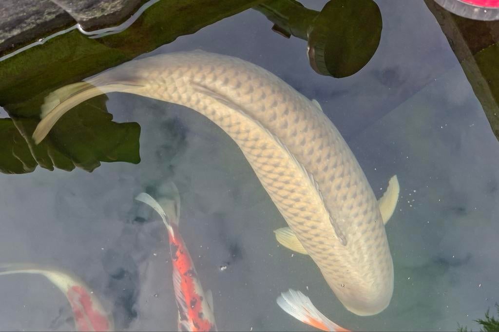 Tekoop Japanse koi Chagoi 80 cm. Zeer goede kwaliteit, Karper of Koi