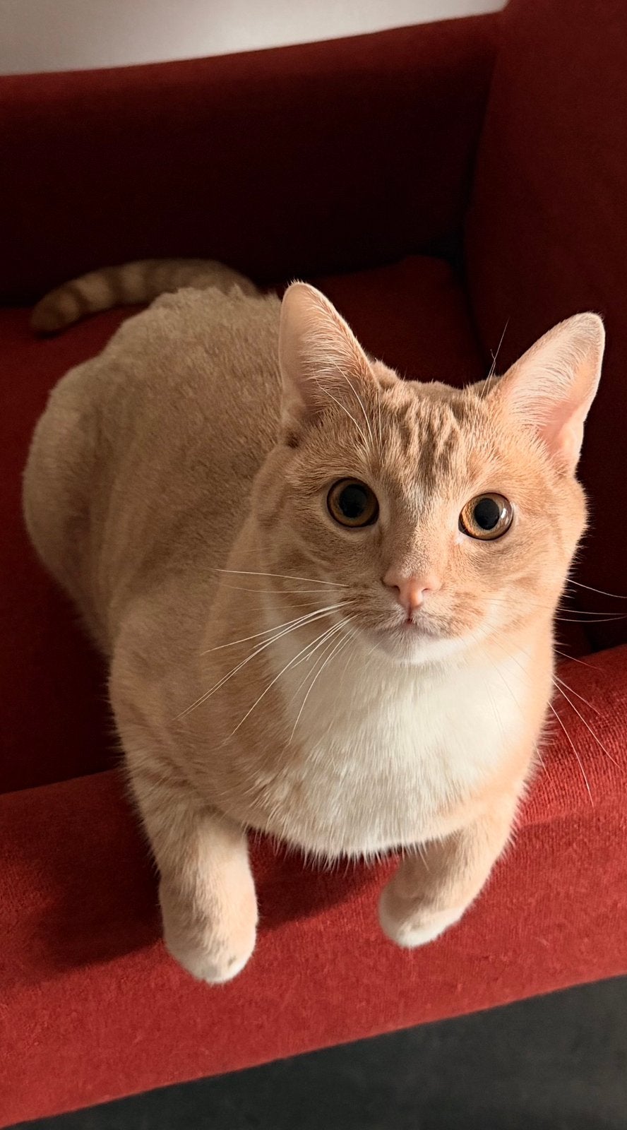 Tijdelijke oppas gezocht kater Rotterdam, Kater, Gechipt, 0 tot 2 jaar