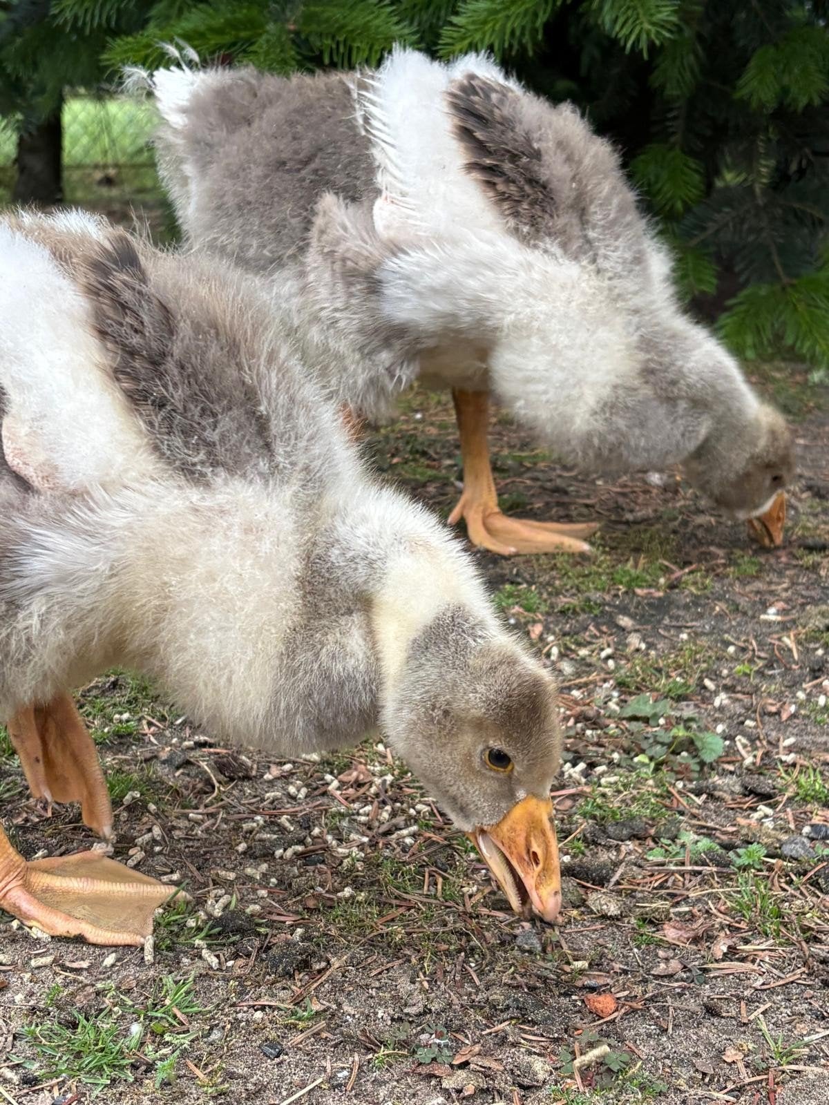 2 jonge pommerse ganzen, Dieren en Toebehoren, Pluimvee, Geslacht onbekend, Gans of Zwaan
