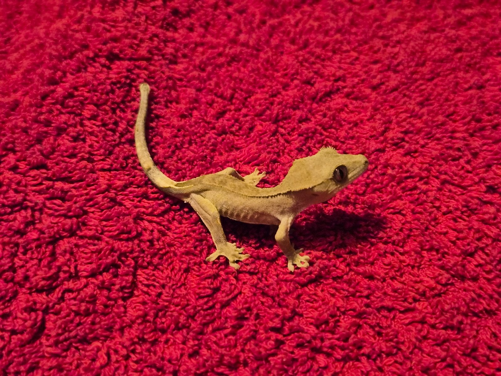 wimper gekko Jill Crested Gecko photo 4