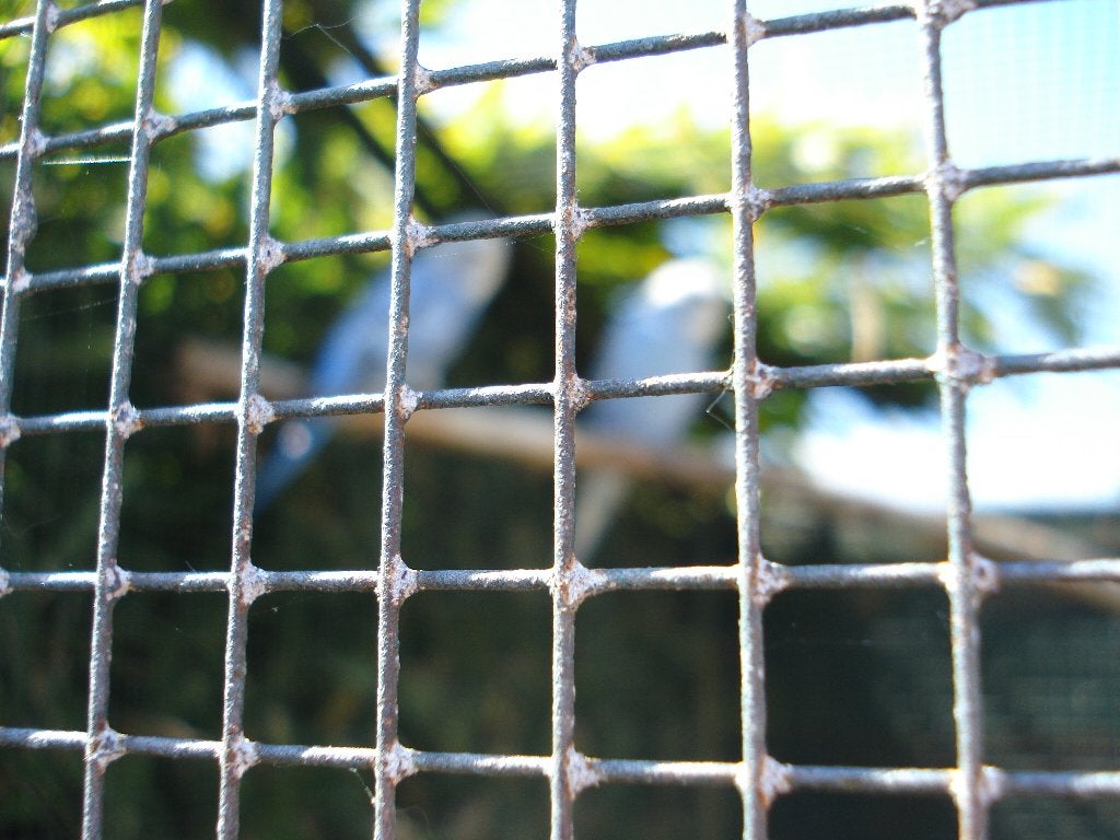 2Jonge GRASPARKIETEN TE KOOP, Meerdere dieren, Parkiet