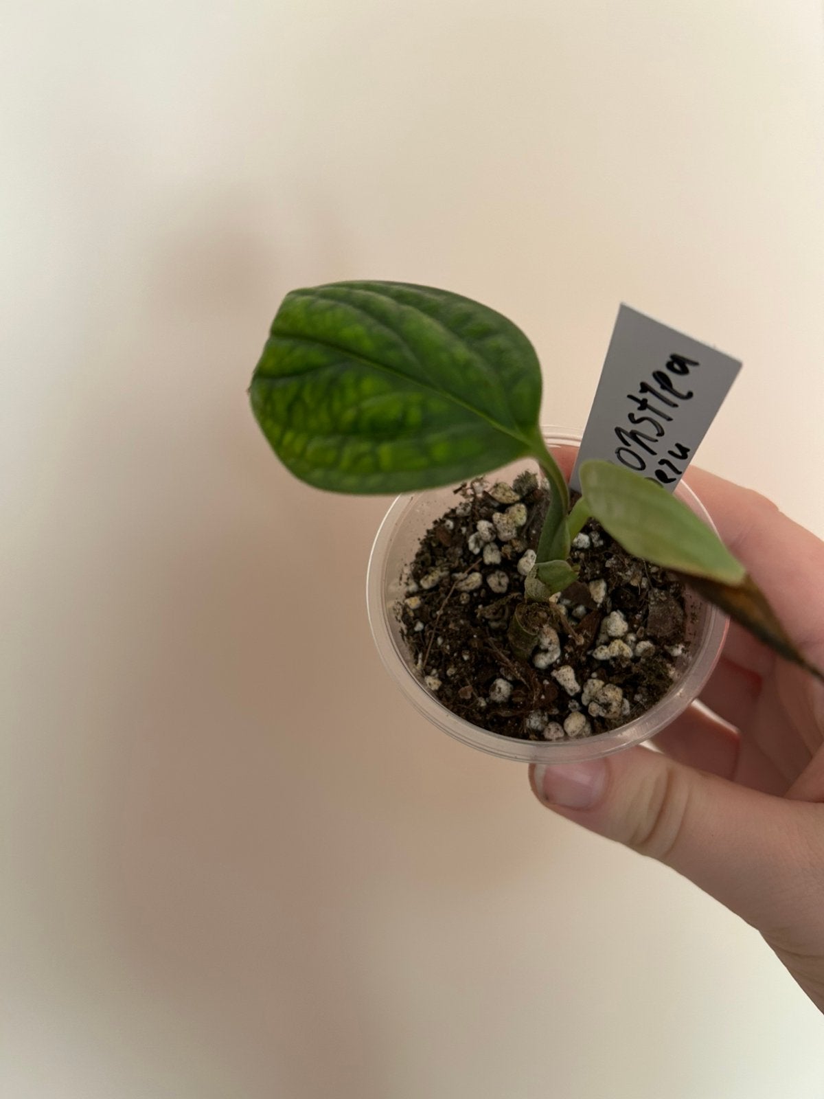 Monstrea Peru kneusje, Huis en Inrichting, Kamerplanten, Ophalen, Overige soorten, In pot, Minder dan 100 cm