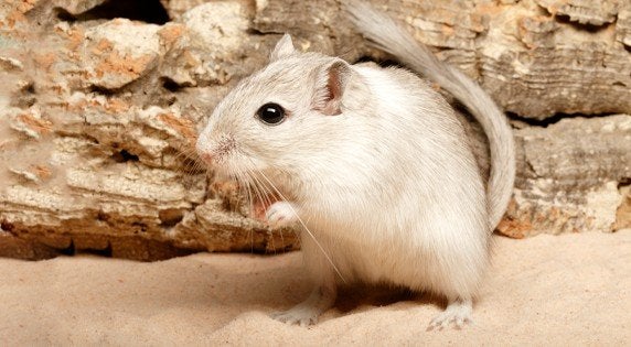 Gratis koppel gerbils met kooi, eten en veel toebehoren, Dieren en Toebehoren, Mei, Meerdere dieren, Overige typen