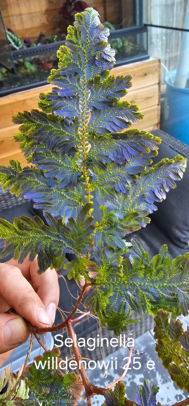 Diverse planten voor terrarium, Verzenden