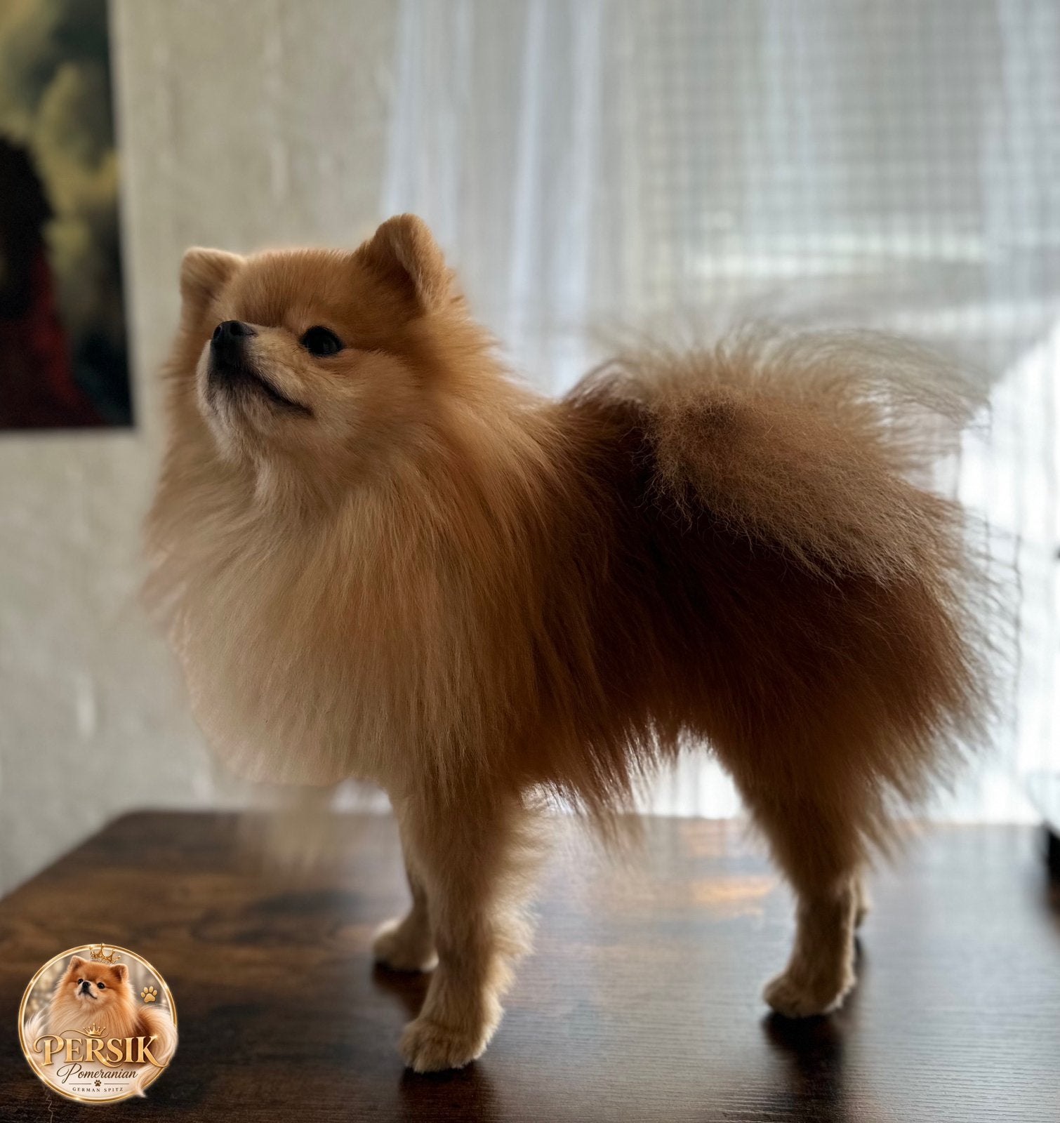Pomeriaan Persik – mooie reu voor toekomstige dekking, Dieren en Toebehoren, Particulier, Keeshond, 15 weken tot 1 jaar, Reu