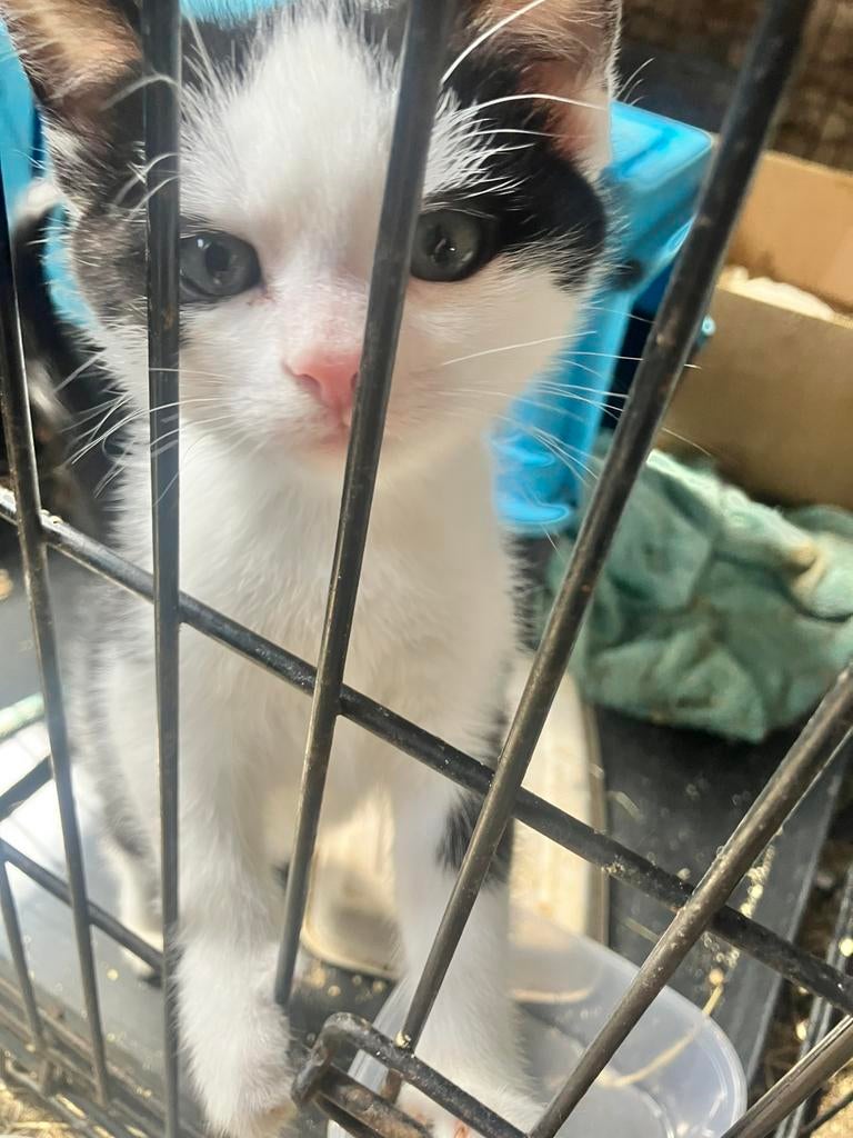 Boerderij kittens (superlief), Dieren en Toebehoren