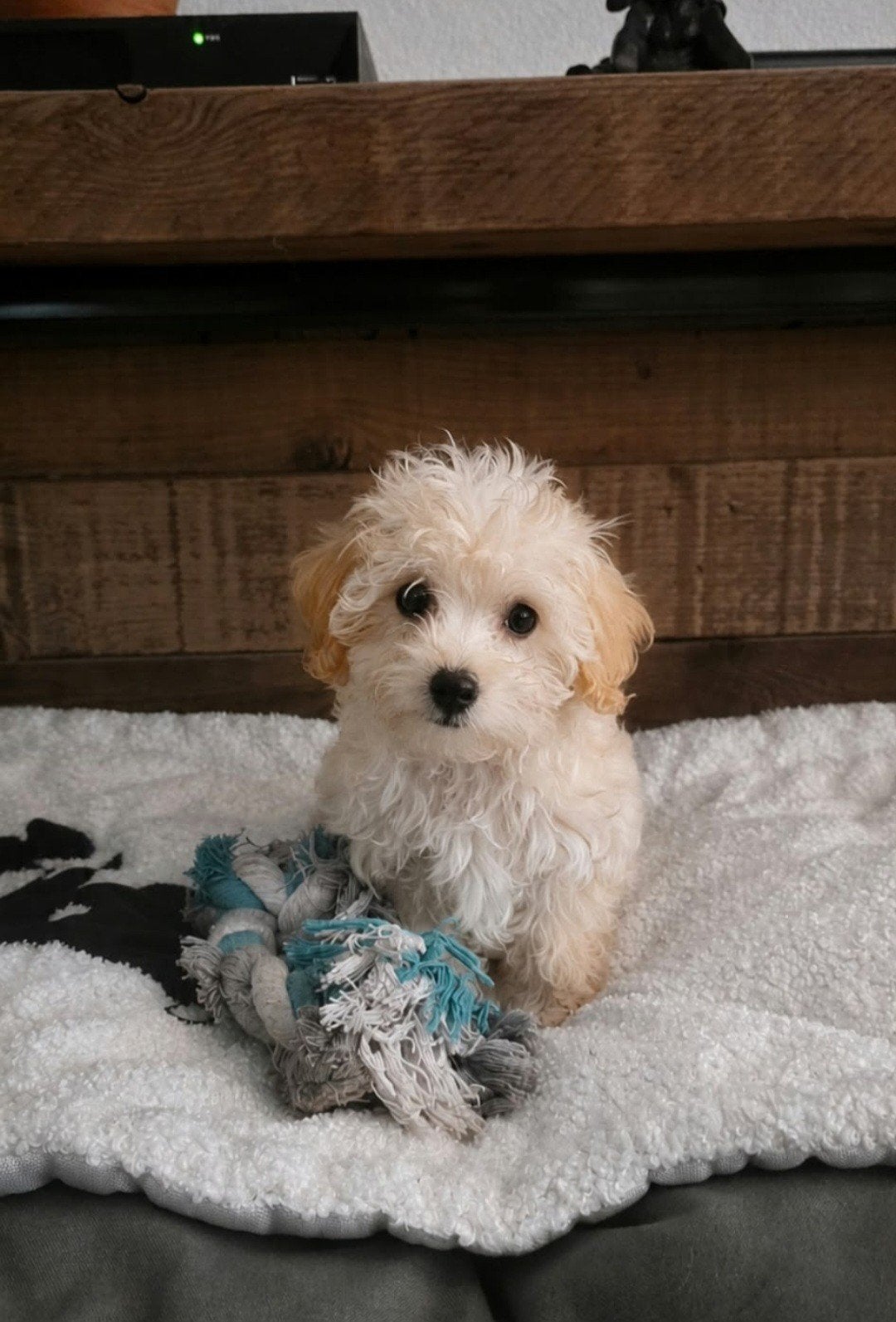 Heel klein maltipoo teefje F1, Overige rassen, 8 tot 15 weken, Teef, Meerdere