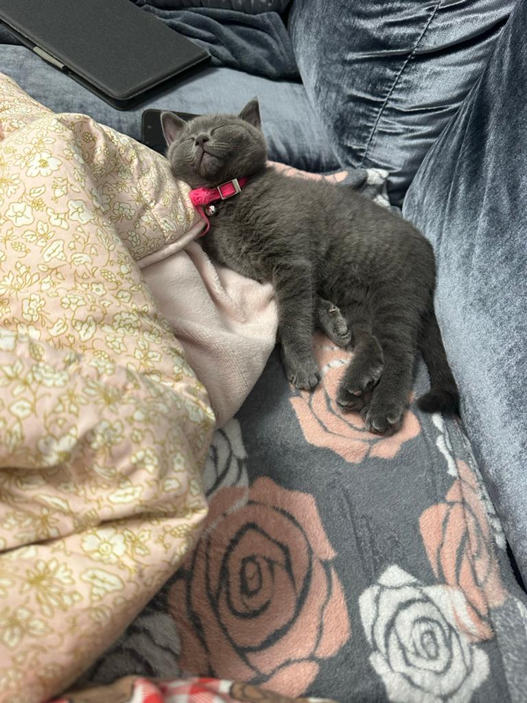 Britse korthaar, Poes