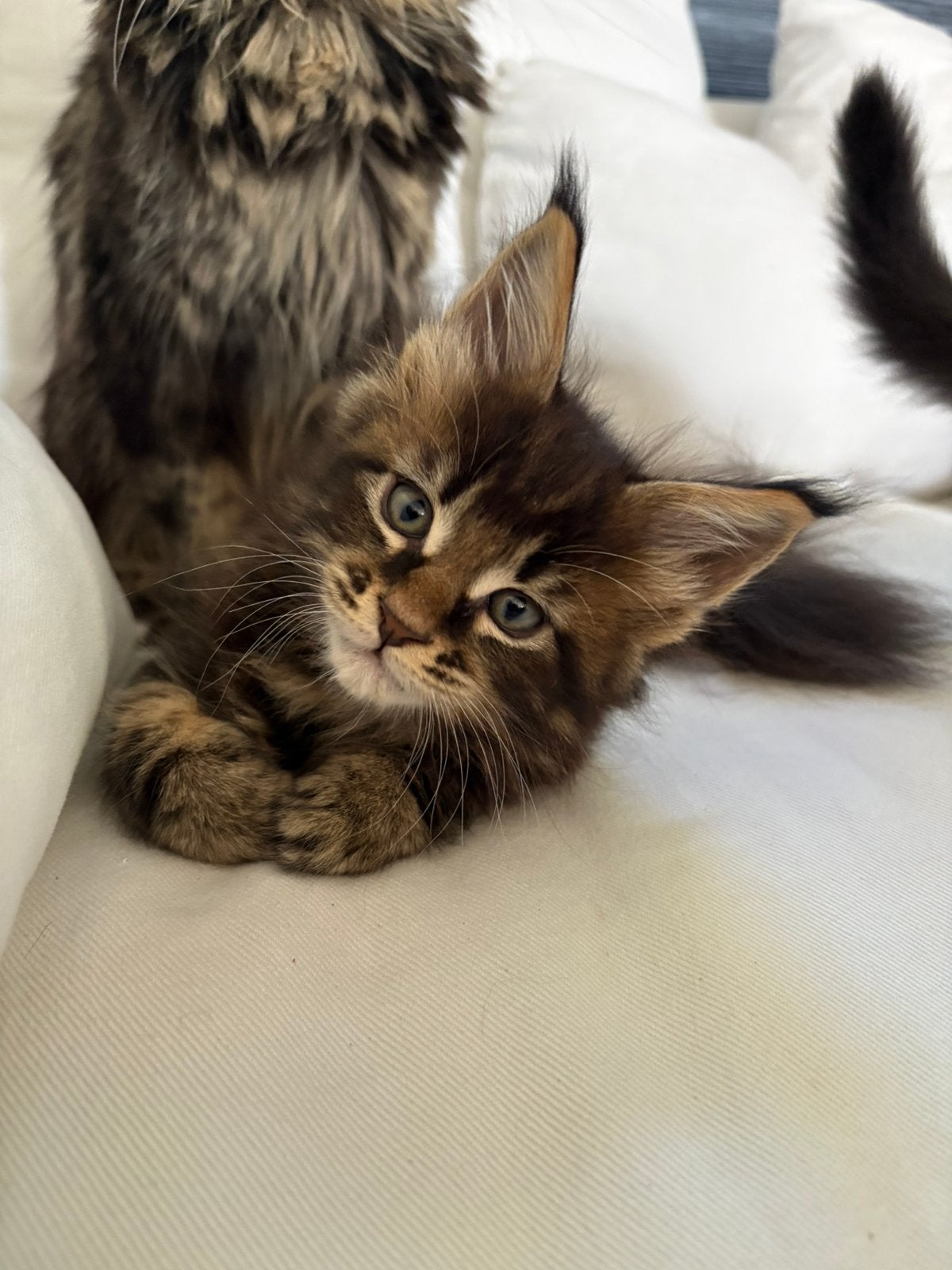 Maine coon kittens met stamboom, Dieren en Toebehoren, Meerdere dieren, Met stamboom