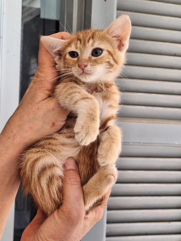 Izzy bijna 3 mnd (nog op Cyprus) zoekt haar forever home, Poes