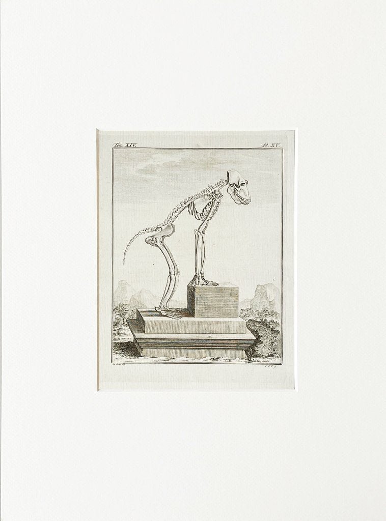 Ets 1783 du buffon in passe-partout en gratis verzending., Antiek en Kunst, Kunst | Etsen en Gravures, Ophalen of Verzenden
