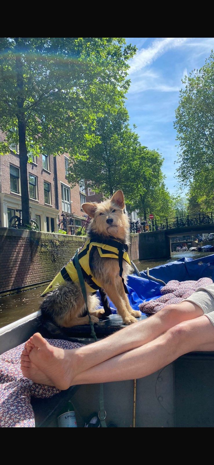 Zwemvest Trixie hond L, Dieren en Toebehoren, Honden-accessoires, Ophalen