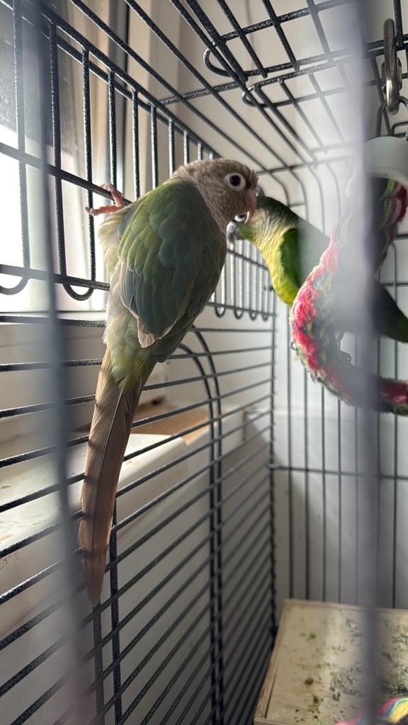 Super mooie pyrrhuras koppel, Dieren en Toebehoren, Vogels | Parkieten en Papegaaien, Meerdere dieren, Papegaai, Geringd