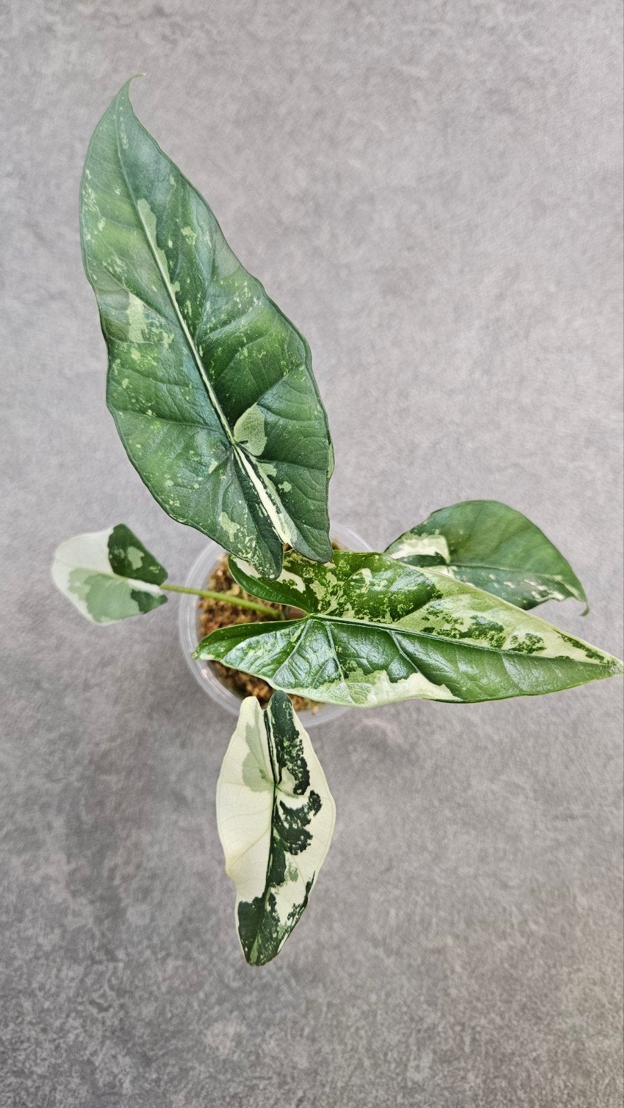 Alocasia 'Simpo' Albo Variegata, Ophalen of Verzenden, Halfschaduw, Minder dan 100 cm