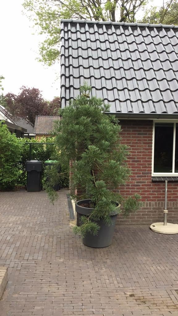 Sequioadendron giganteum, Tuin en Terras, Planten | Bomen, Overige soorten, 250 tot 400 cm, Ophalen, Volle zon