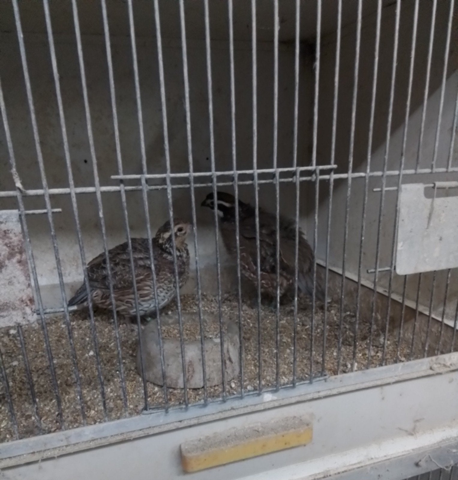 Boomkwartels, Meerdere dieren, Geringd