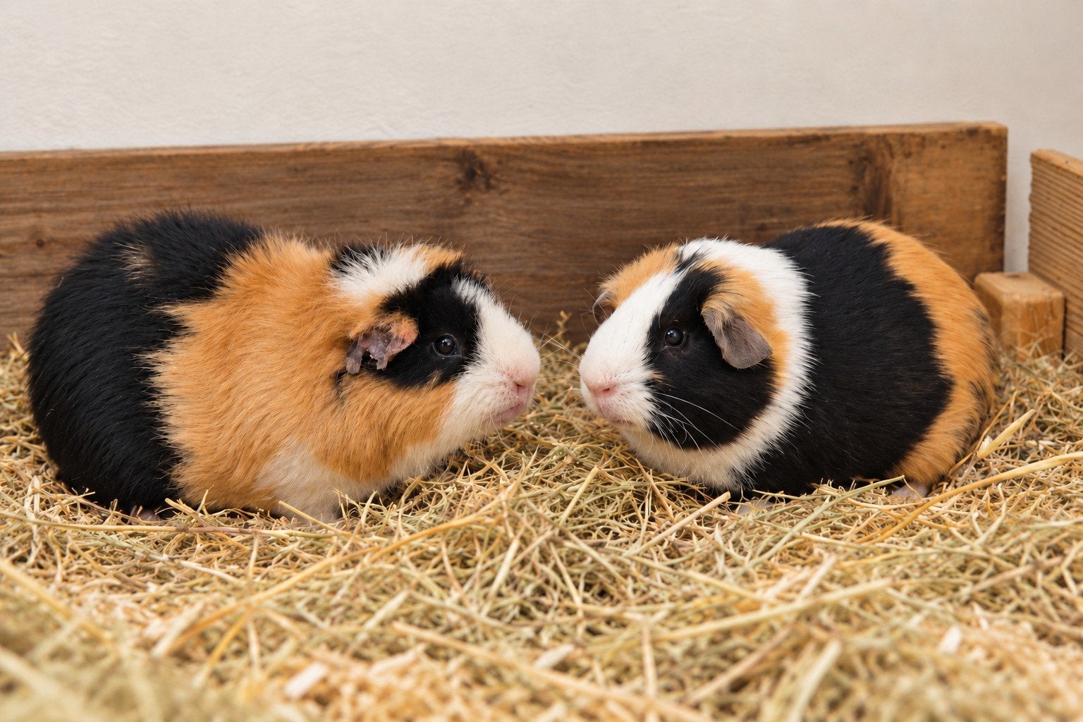 Twee cavia beertjes zoeken een nieuw huisje, Dieren en Toebehoren, Maart, Mannelijk, Cavia