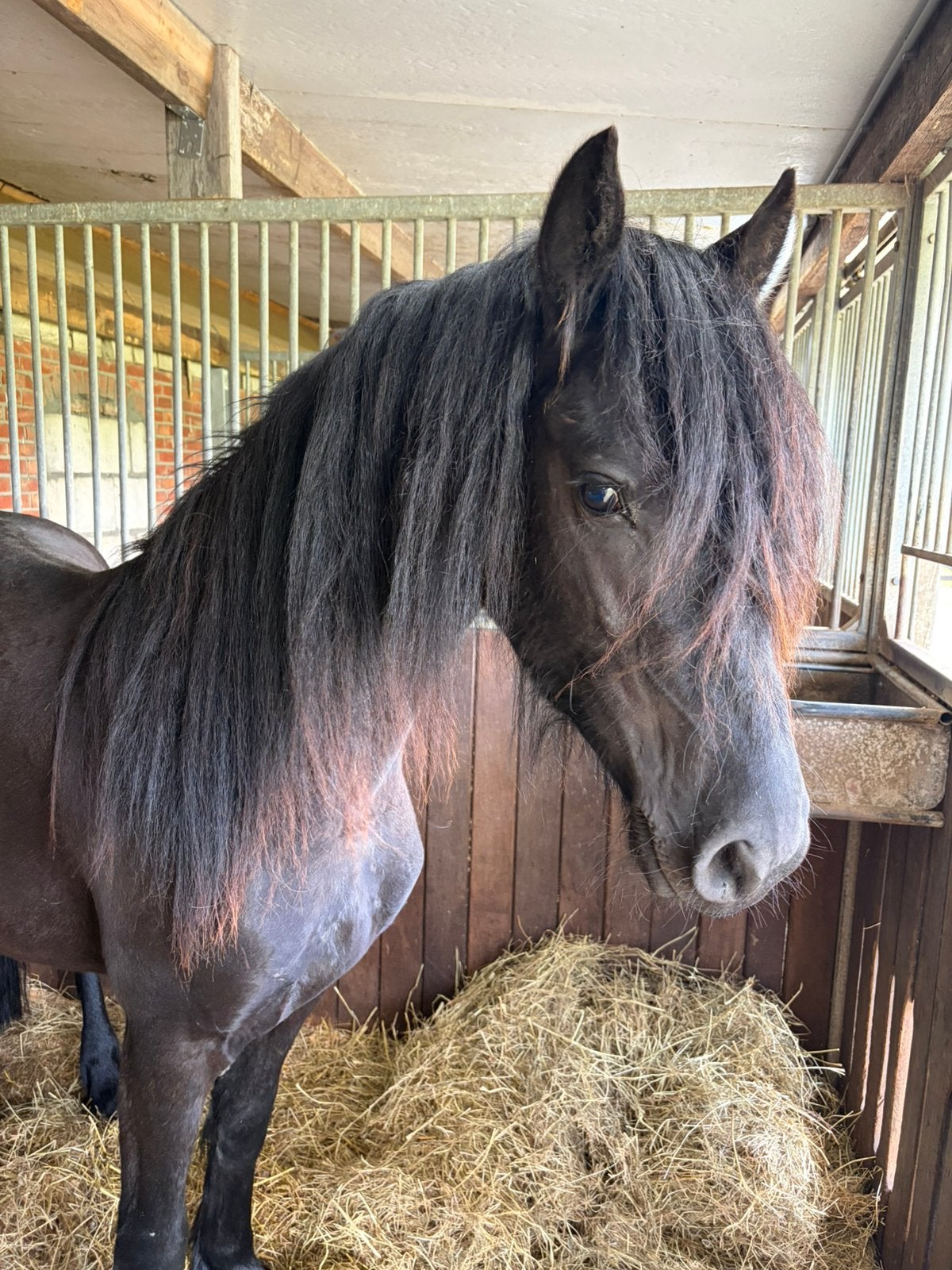 Mooie 2 jarige fries friese merrie, Dieren en Toebehoren, Merrie, Dressuurpaard, 0 tot 2 jaar
