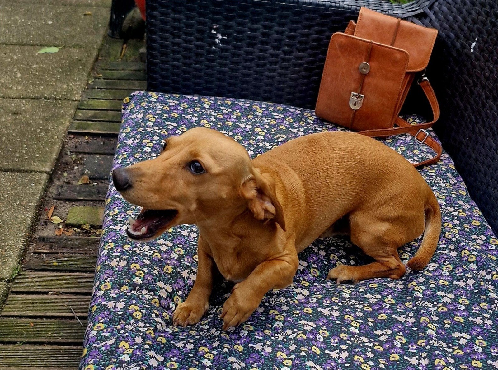 Dek reu lief character, Dieren en Toebehoren, Honden | Teckels en Dashonden, Parvo, Reu, 1 tot 2 jaar, Korthaar