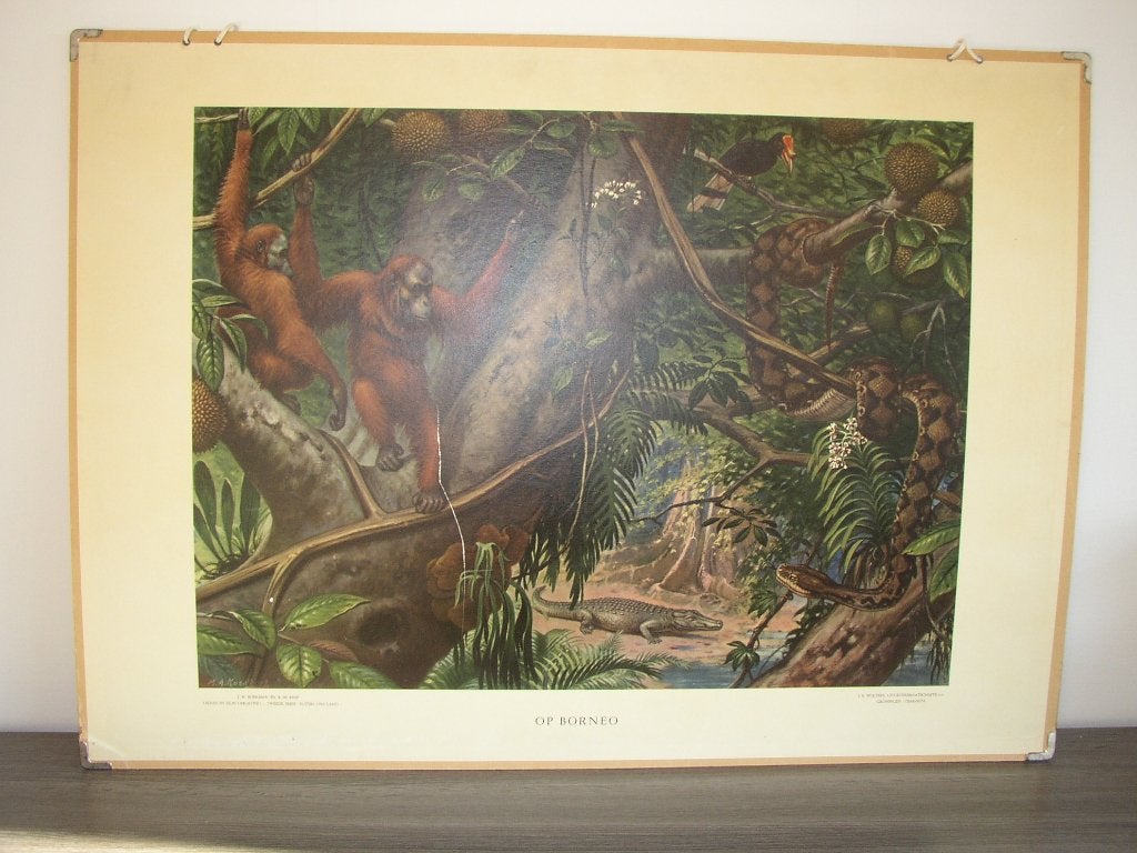 Schoolplaat Op Borneo, Antiek en Kunst, Antiek | Schoolplaten, Ophalen, Natuur en Biologie