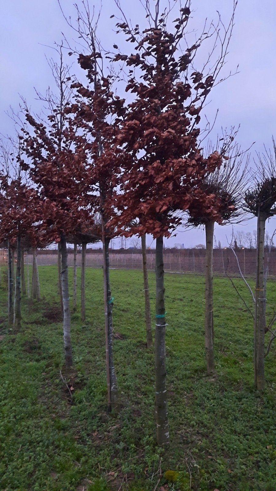 Fagus sylvatica 'Atropunicea' (rode beukenboom) 🍁, Ophalen, Bloeit niet, Halfschaduw, Overige soorten