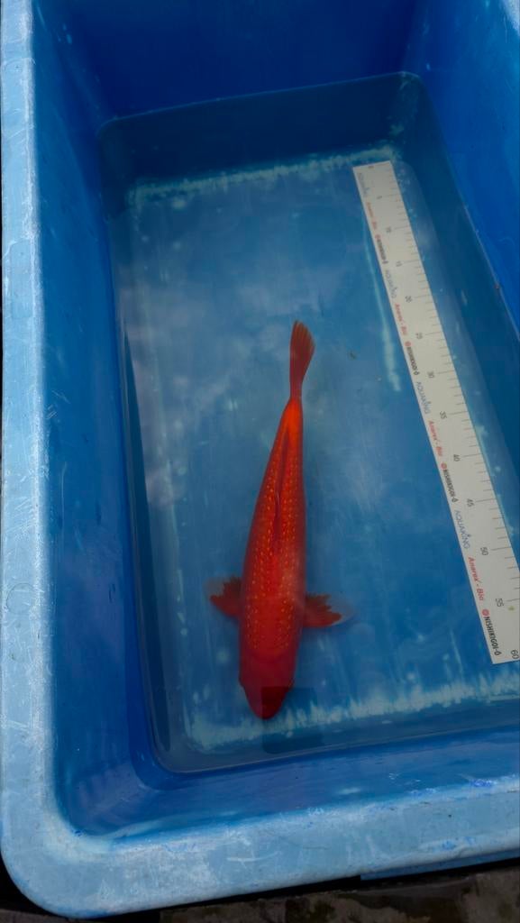 Bij ons altijd mooie kwaliteit Japanesekoi, Dieren en Toebehoren, Karper of Koi