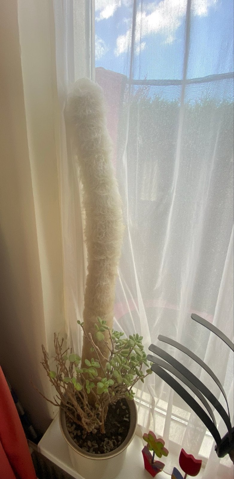 Gratis grote cactus, Ophalen, Cactus, Volle zon, Minder dan 100 cm