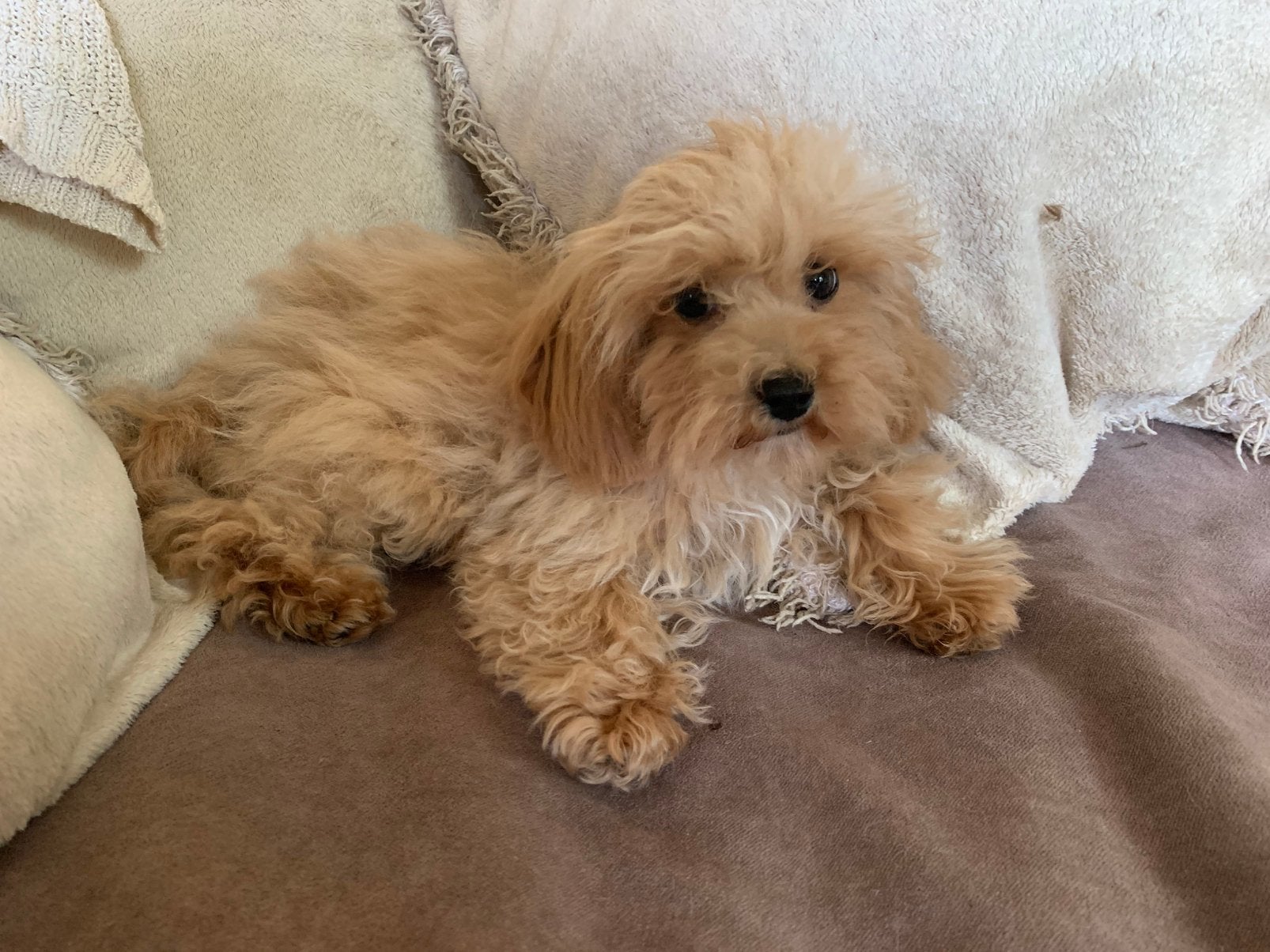 Schitterende Maltipoo (Mini Doodle) pups, Parvo, 8 tot 15 weken, Meerdere, Nederland