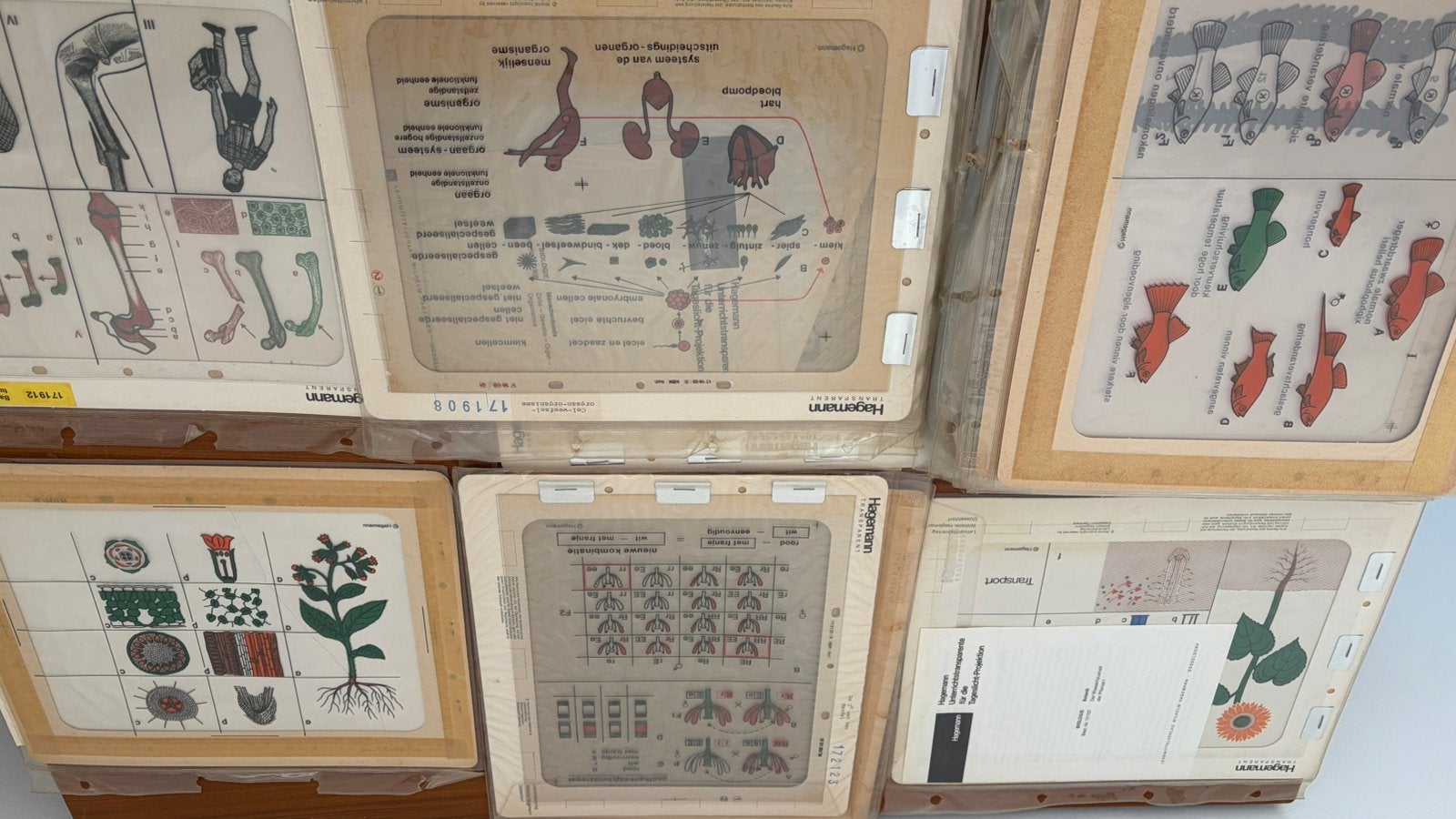 Schoolplaten transparant, Antiek en Kunst, Antiek | Schoolplaten, Ophalen of Verzenden, Natuur en Biologie