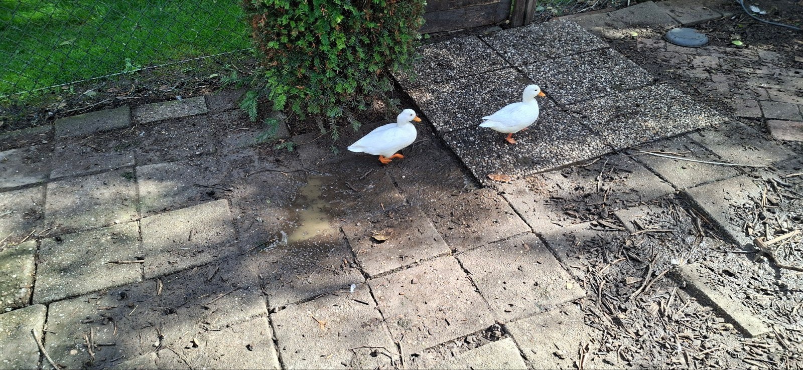 4 witte kwakers, Dieren en Toebehoren, Meerdere dieren, Eend