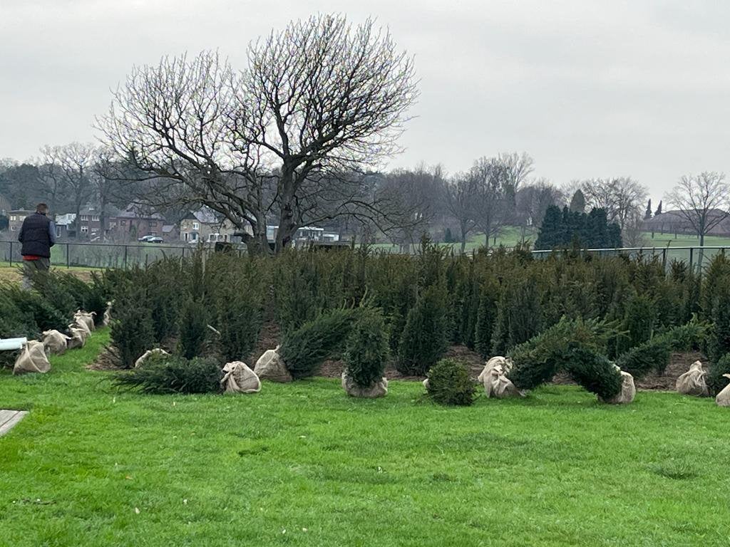 Taxus, Ophalen of Verzenden, Taxus, Haag, 100 tot 250 cm