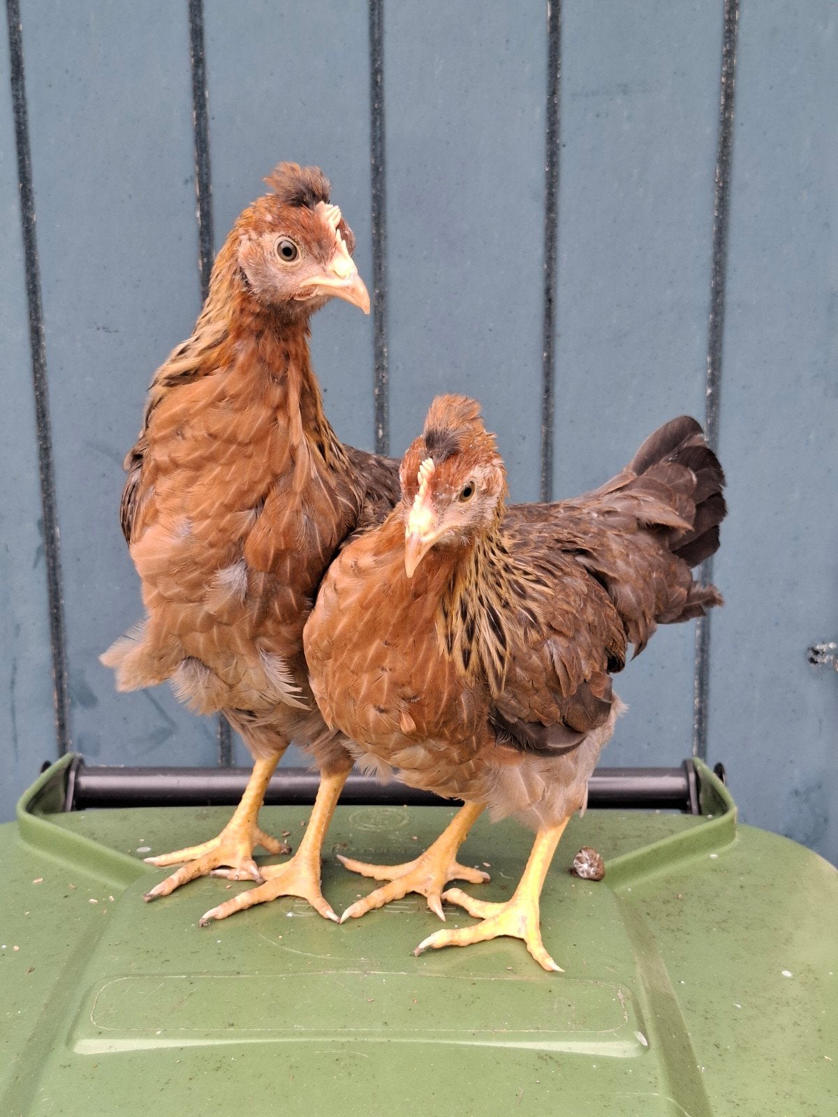 Creamlegbar & ayam cemani, Dieren en Toebehoren, Pluimvee, Vrouwelijk, Kip