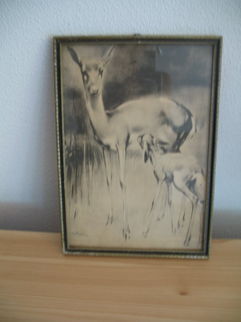 Schilderij Tekening Hert H. van Meegeren * 1951 Vintage, Ophalen