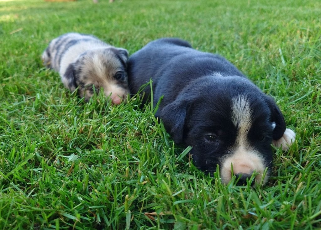 Prachtige Labrador/ Border collie pups, Parvo, 8 tot 15 weken, Labrador retriever, Meerdere