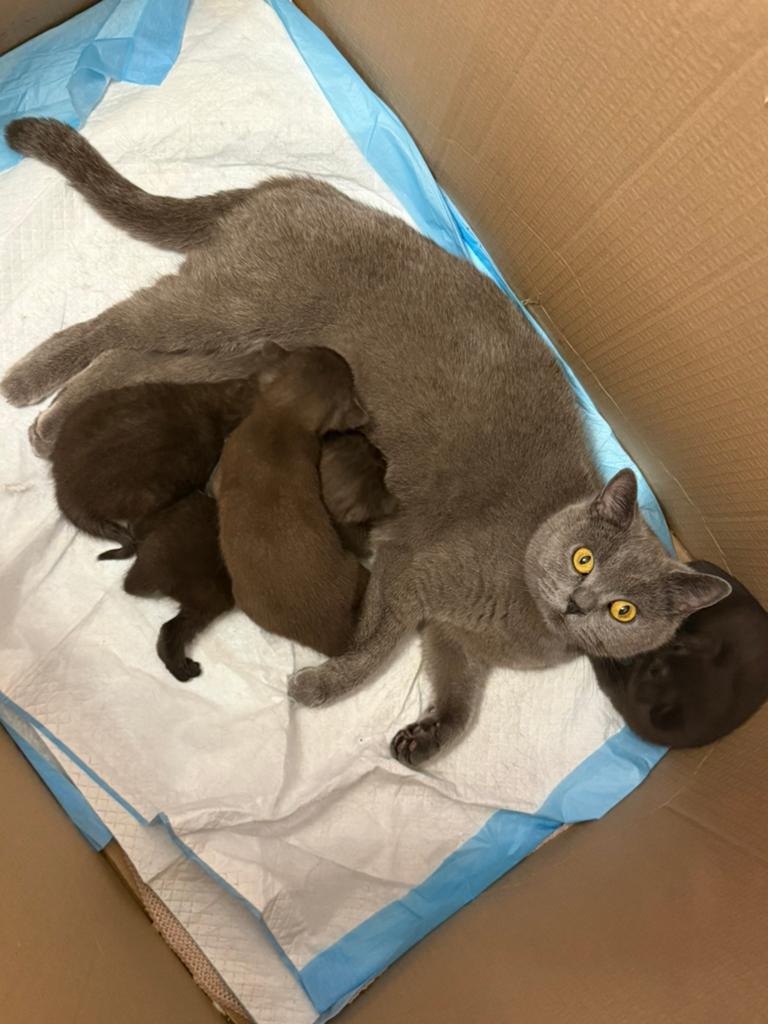 Britse korthaar te koop, Kater, Ontwormd