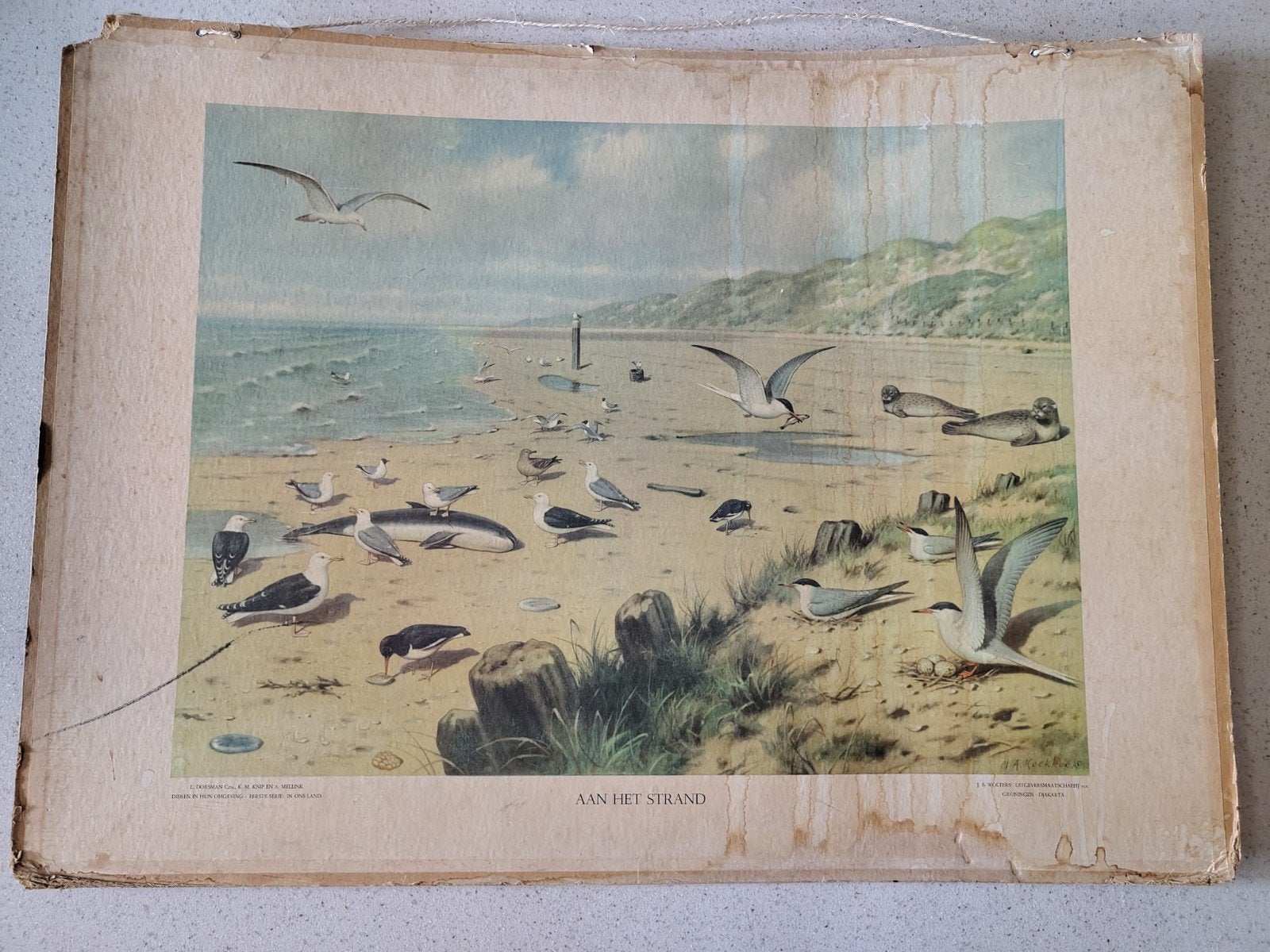 Originele schoolplaat Aan het strand, Ophalen, Natuur en Biologie