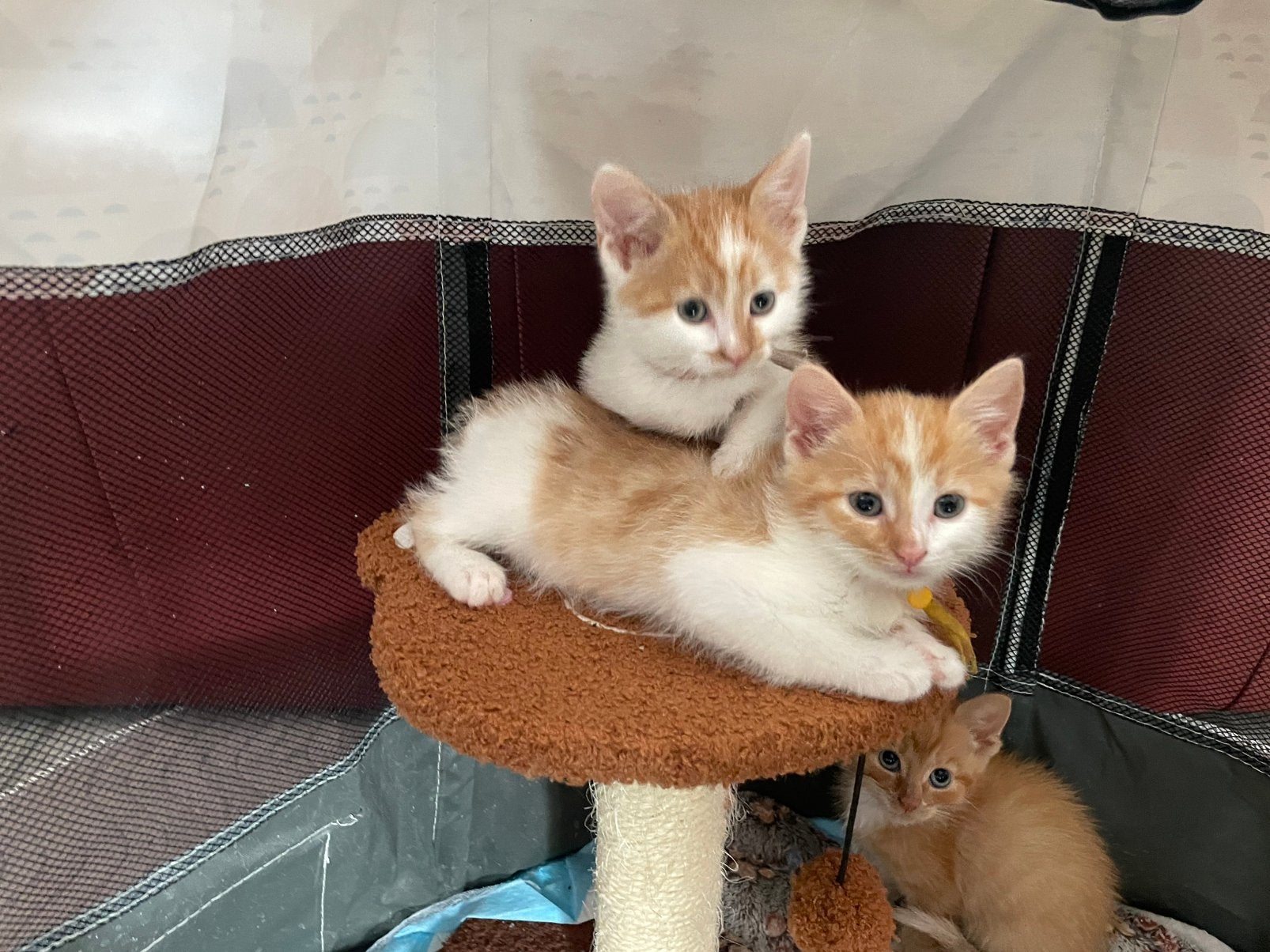 Lieve kleine rood/witte kittens, Dieren en Toebehoren, Katten en Kittens | Overige Katten, Meerdere dieren, Kortharig, 0 tot 2 jaar
