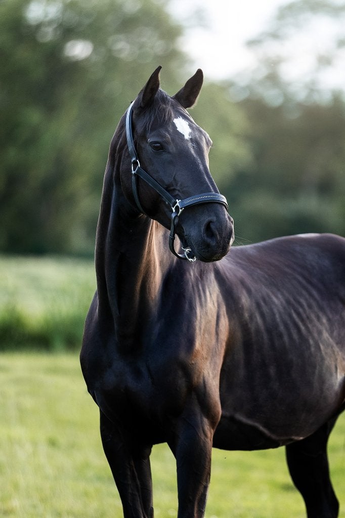 Mooie KWPN merrie, Merrie, Springpaard, Met stamboom, L