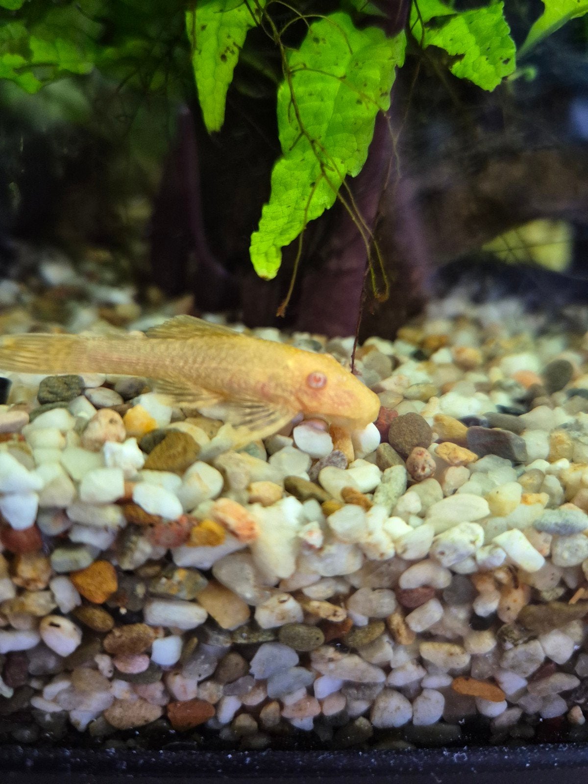 Ancistrus, algeneter, aqarium vis, Dieren en Toebehoren, Vissen | Aquariumvissen, Vis, Zoetwatervis