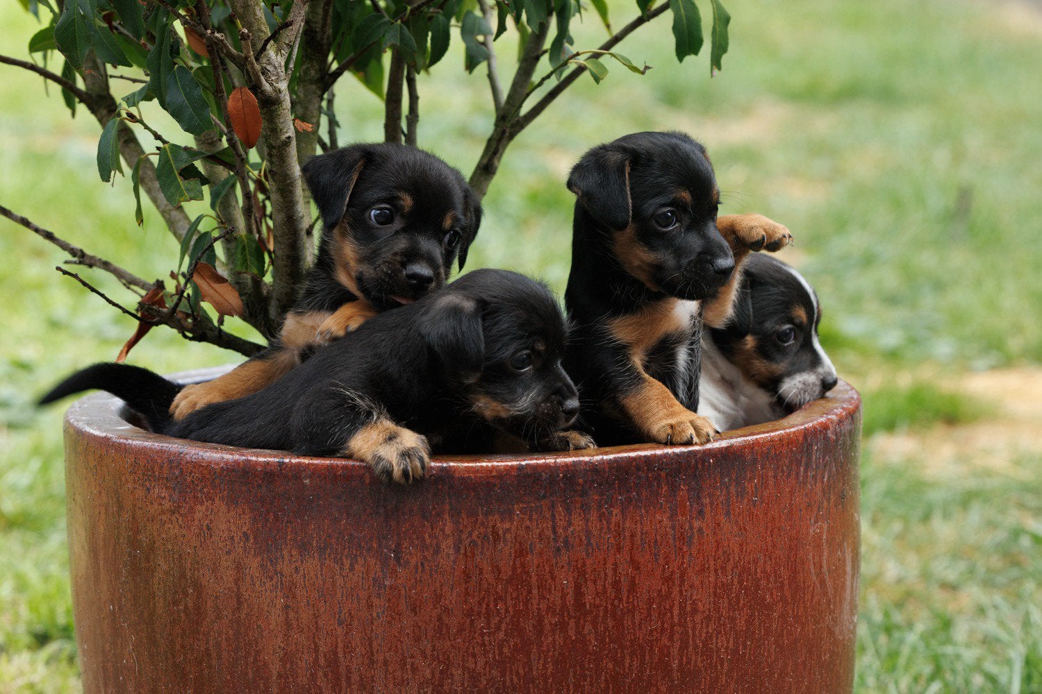 Ruwharige Jackrussel pups black and tan, Jack Russell Terriër, Reu, 8 tot 15 weken, Meerdere