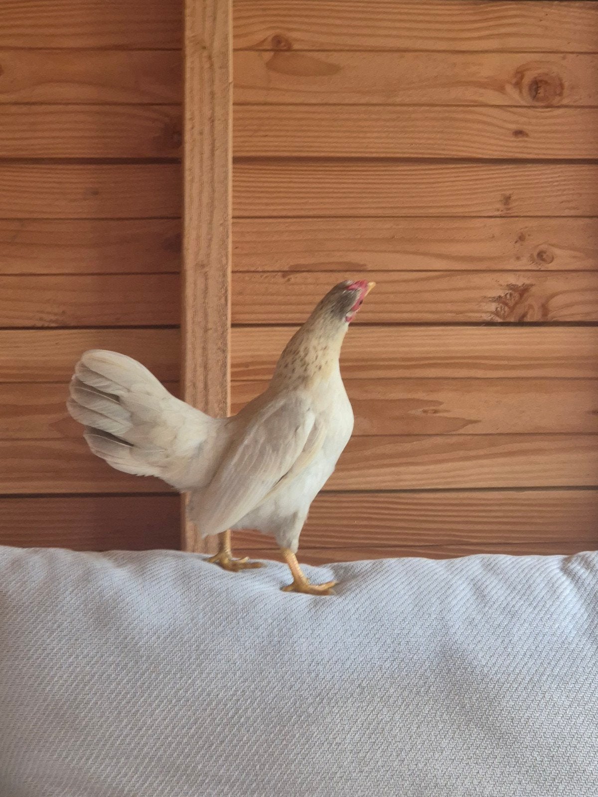 serama hen + haan, Dieren en Toebehoren, Kip