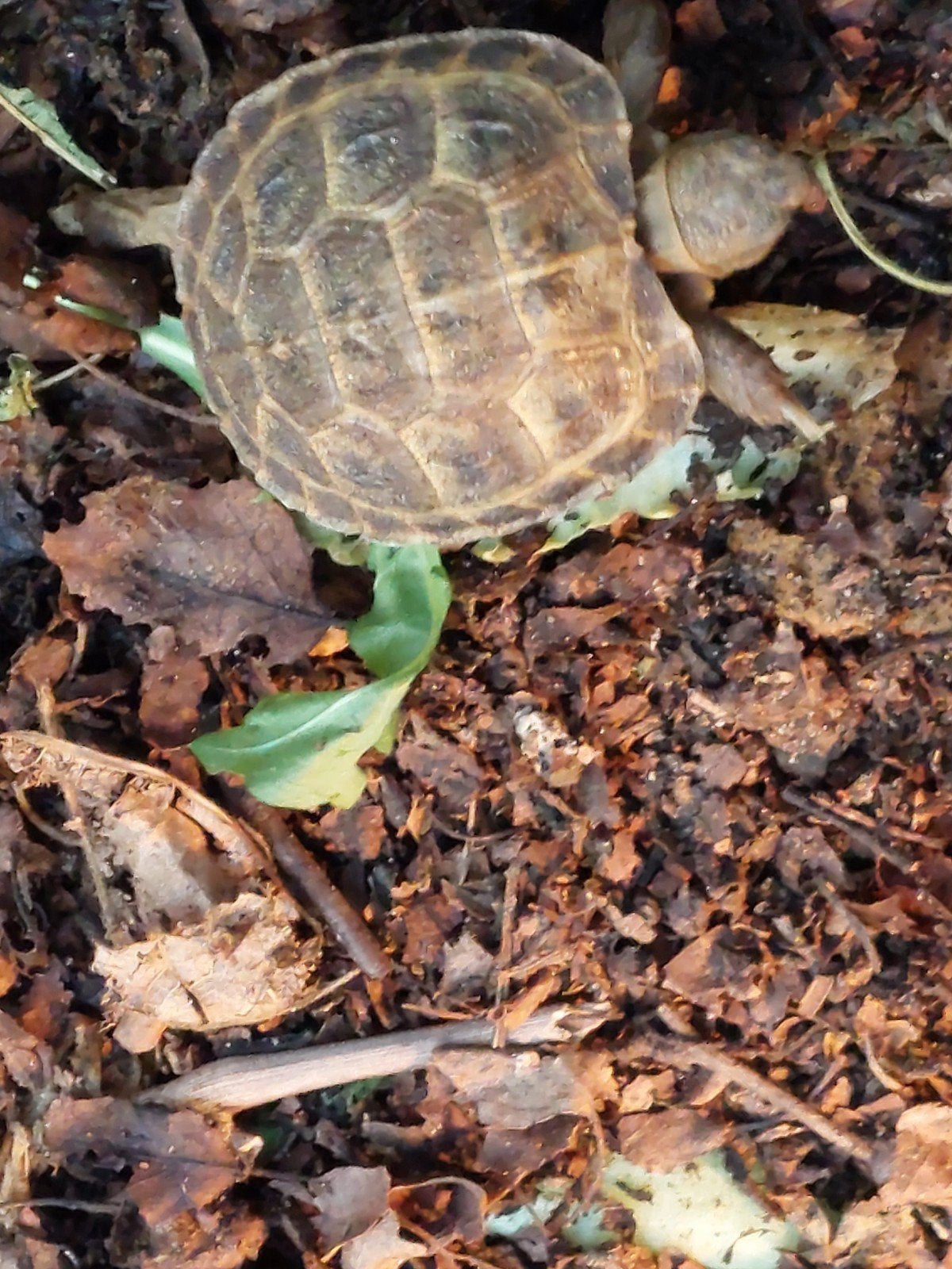 Vierteen schildpad (Testudo horsfieldii) 2x nakweek Tortoise photo 2