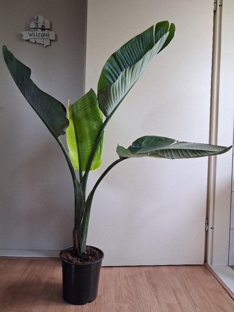 Strelitzia Augusta - Paradijsvogelplant H: 130 cm., Ophalen, 100 tot 150 cm, Overige soorten, Halfschaduw